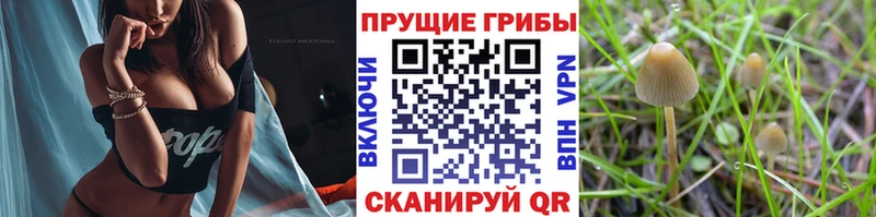 OMG зеркало  Южа  Галлюциногенные грибы Psilocybe 